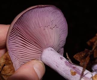 Violetter Rötelritterling, Foto 5
