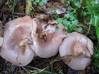 Violetter Rötelritterling, Foto 58