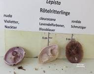 Violetter Rötelritterling, Foto 70