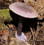 Violetter Schleierling, Foto 7