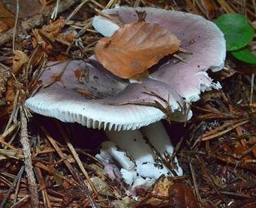 Violetter Täubling, Foto 2