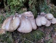 Violetter Weißsporstacheling, Foto 15
