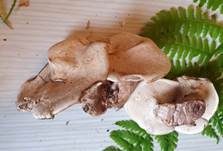 Violetter Weißsporstacheling, Foto 25