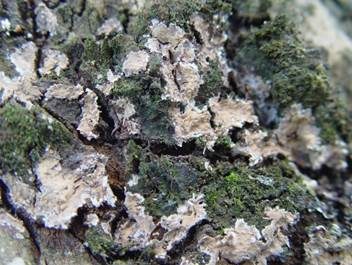 Violetter Zystidenrindenpilz, Foto 5