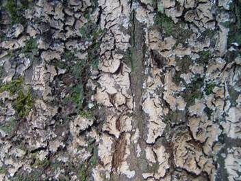 Violetter Zystidenrindenpilz, Foto 6