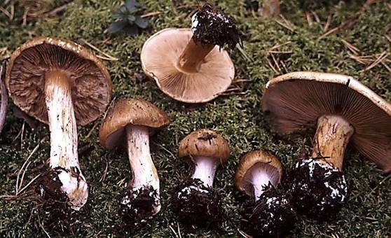 Violettgrüner Klumpfuß, Foto 2