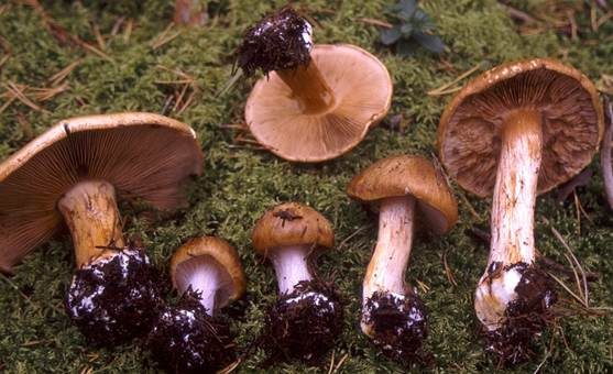 Violettgrüner Klumpfuß, Foto 3