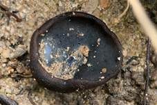 Violettmilchender Becherling, Foto 5