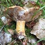 Violettmilchender Zottenmilchling, Foto 18