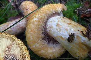Violettmilchender Zottenmilchling, Foto 1
