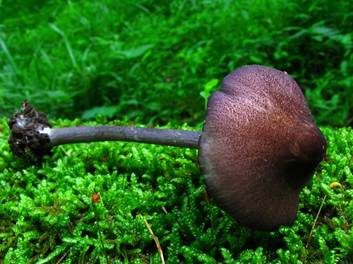 Violettstiel-Rötling, Foto 3
