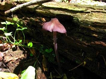 Violettstiel-Rötling, Foto 5
