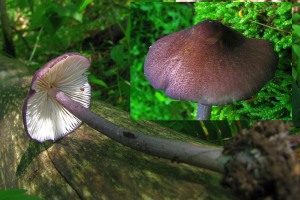 Violettstiel-Rötling, Foto 1