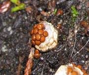 Vollgestopfter Nestling, Foto 13