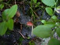 Waagrechte Blattflechte, Foto 13