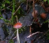 Waagrechte Blattflechte, Foto 10