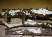Wacholder-Zähnchenrindenpilz, Foto 7