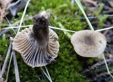 Braunblättriger Samtschneckling, Foto 2