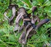 Braunblättriger Samtschneckling, Foto 5