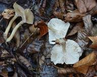 Wachsstieliger Trichterling, Foto 6