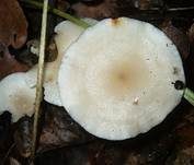 Wachsstieliger Trichterling, Foto 7