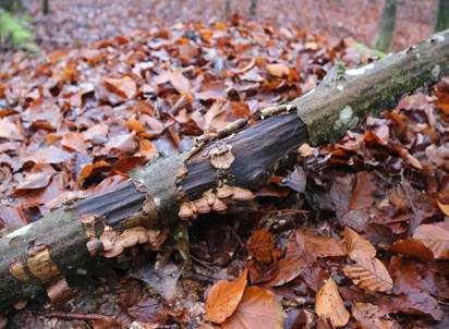 Waldmeistertramete, Foto 3