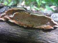 Waldmeistertramete, Foto 17