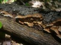 Waldmeistertramete, Foto 18