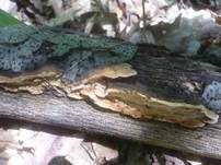 Waldmeistertramete, Foto 21