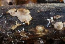 Waldmeistertramete, Foto 9