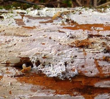 Warziger Rindenpilz, Foto 3