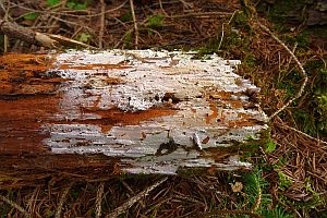 Warziger Rindenpilz, Foto 1