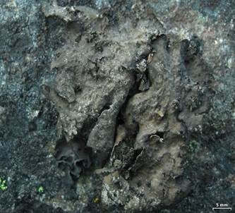 Warzige-Nabelflechte, Foto 3