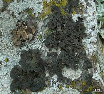 Warzige-Nabelflechte, Foto 6