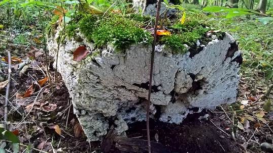 Wässeriger Porling, Foto 4