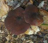 Wässriger Milchling, Foto 13
