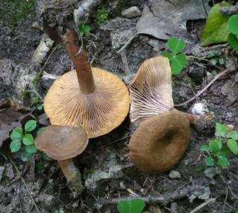 Wässriger Milchling, Foto 5