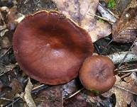 Wässriger Milchling, Foto 6
