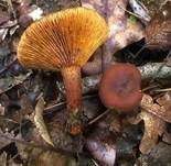 Wässriger Milchling, Foto 7