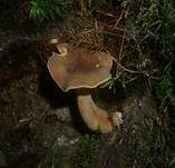 Wässriger Milchling, Foto 9