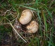 Wechselblauer Edelreizker, Foto 7
