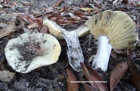 Wechselfarbiger Graustieltäubling, Foto 2
