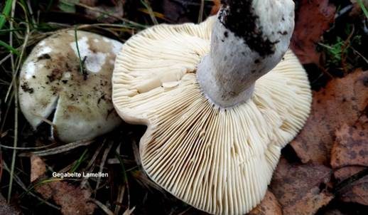 Wechselfarbiger Graustieltäubling, Foto 4