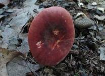 Wechselfarbiger Graustieltäubling, Foto 7