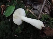 Wechselfarbiger Speitäubling, Foto 21