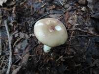 Wechselfarbiger Speitäubling, Foto 22