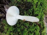 Wechselfarbiger Speitäubling, Foto 26