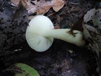 Wechselfarbiger Speitäubling, Foto 28
