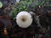 Wechselfarbiger Speitäubling, Foto 29