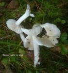 Wechselfarbiger Speitäubling, Foto 31